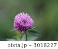 アカツメクサ