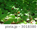 ワイルドストロベリー