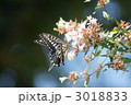 アベリアを揚羽蝶がひらひらと渡っています。