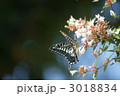 アベリアを揚羽蝶がひらひらと渡っています。
