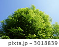 メタセコイア　和名は曙杉