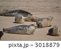Grey Seals