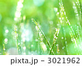 草に付いた露