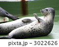 ゴマフアザラシ