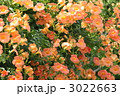 満開のノウゼンカズラの花