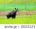 ニホンカモシカ