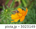蜜蜂と秋桜