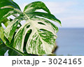 モンステラ