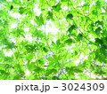 緑のカーテン