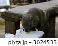 リス