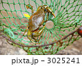 ガザミ