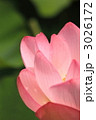 蓮の花