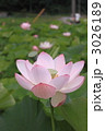 蓮の花