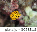 ミナミハコフグの幼魚