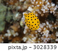 ミナミハコフグの幼魚