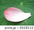 蓮の花びら