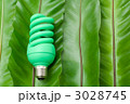 蛍光灯電球とシダ