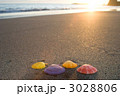 夕暮れの砂浜とヒオウギガイ