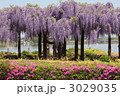 多々良沼公園に咲いた満開の藤棚