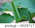 蓮の葉