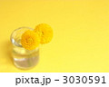 ピンポンマム