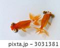 頂点眼　頂点花房
