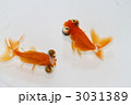 頂点眼　頂点花房