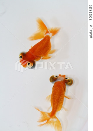 頂点眼 頂点花房 頂点眼 頂点花房