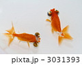 頂点眼　頂点花房