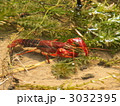 ザリガニ