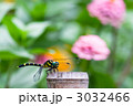 オニヤンマ