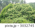 栗の花