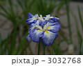 花菖蒲　宇宙