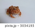 アプリコットツノガエル