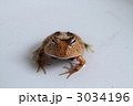 アマゾンツノガエル