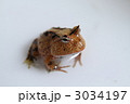 アマゾンツノガエル