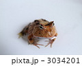 アマゾンツノガエル