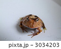 アマゾンツノガエル