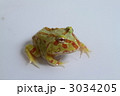 パステルグリーンアルビノツノガエル