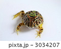 ファンタジーツノガエル　ＮＥＷタイプ