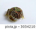 ファンタジーツノガエル　ＮＥＷタイプ