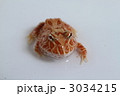 アプリコットツノガエル