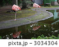 眠るフラミンゴ