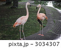 フラミンゴ夫婦