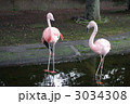 番いのフラミンゴ