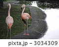 水辺のフラミンゴ