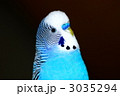 3035294