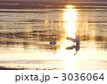 3036064