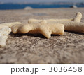 サンゴ