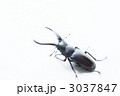 ノコギリクワガタ